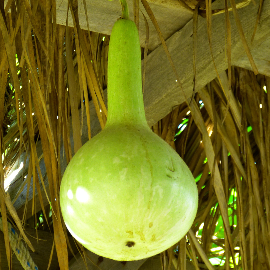 Bottle Gourd SHS602