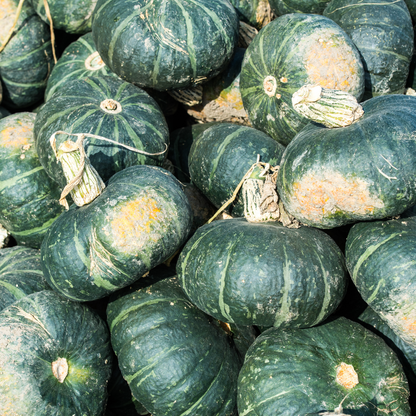 Pumpkin- SHS100