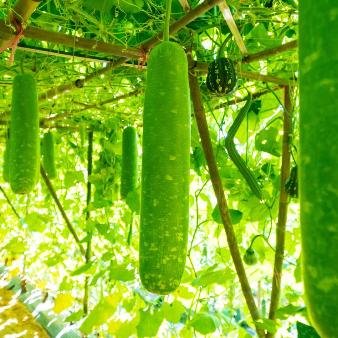 Bottle Gourd- SHS600