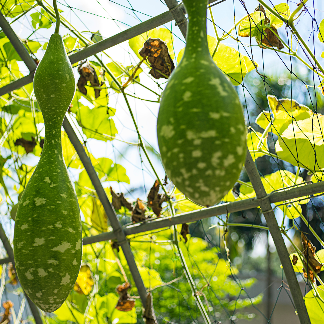 Bottle Gourd- SHS600