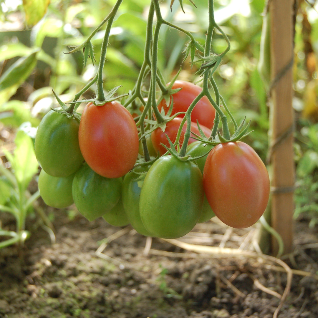 Tomato- SHS412