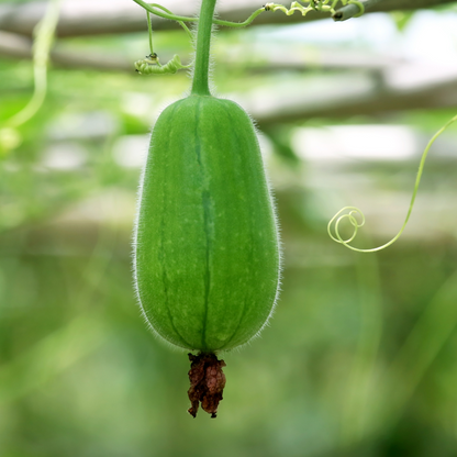 Wax Gourd SHS3000