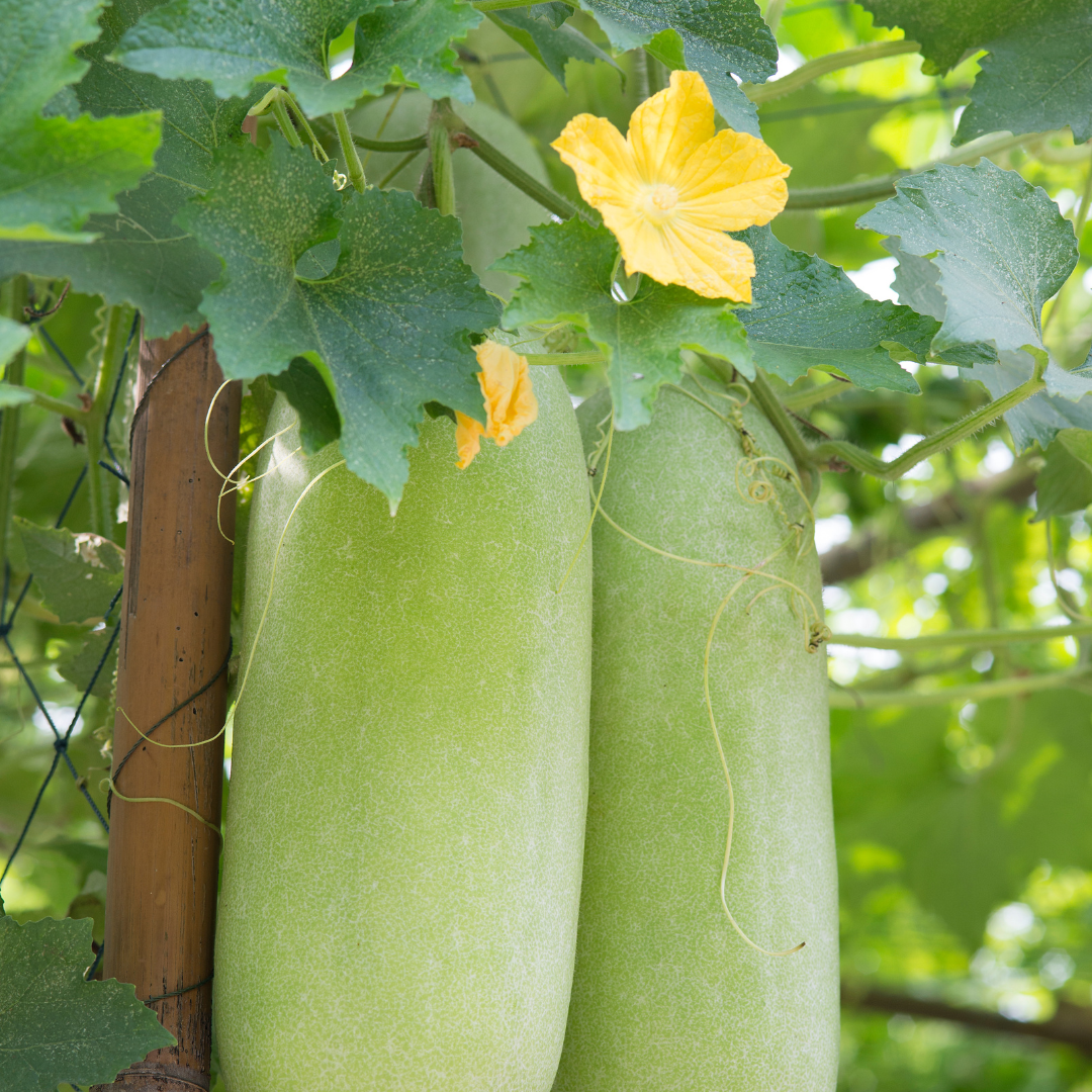 Wax Gourd SHS3000