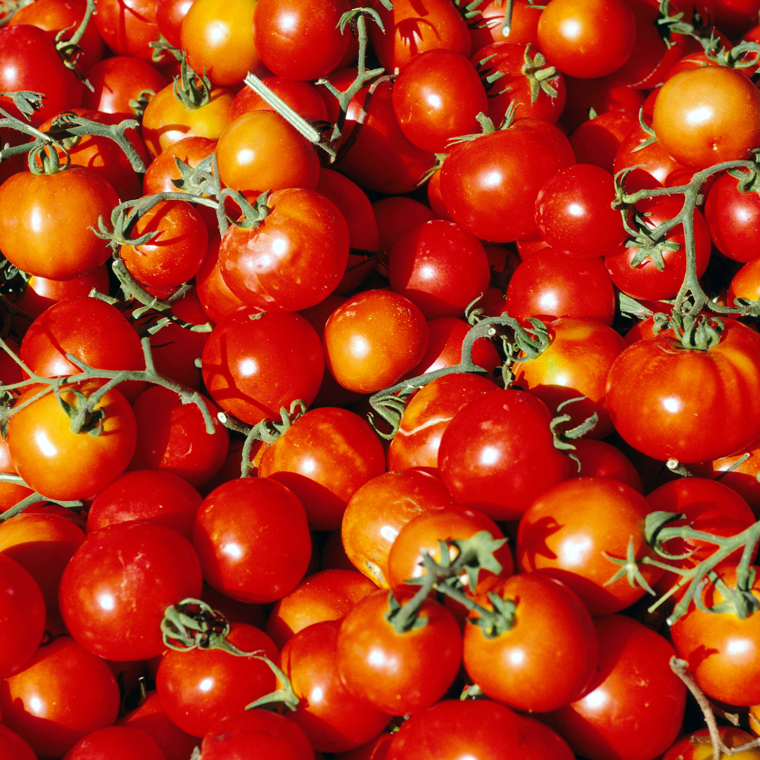 Tomato- SHS410