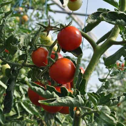 Tomato- SHS411