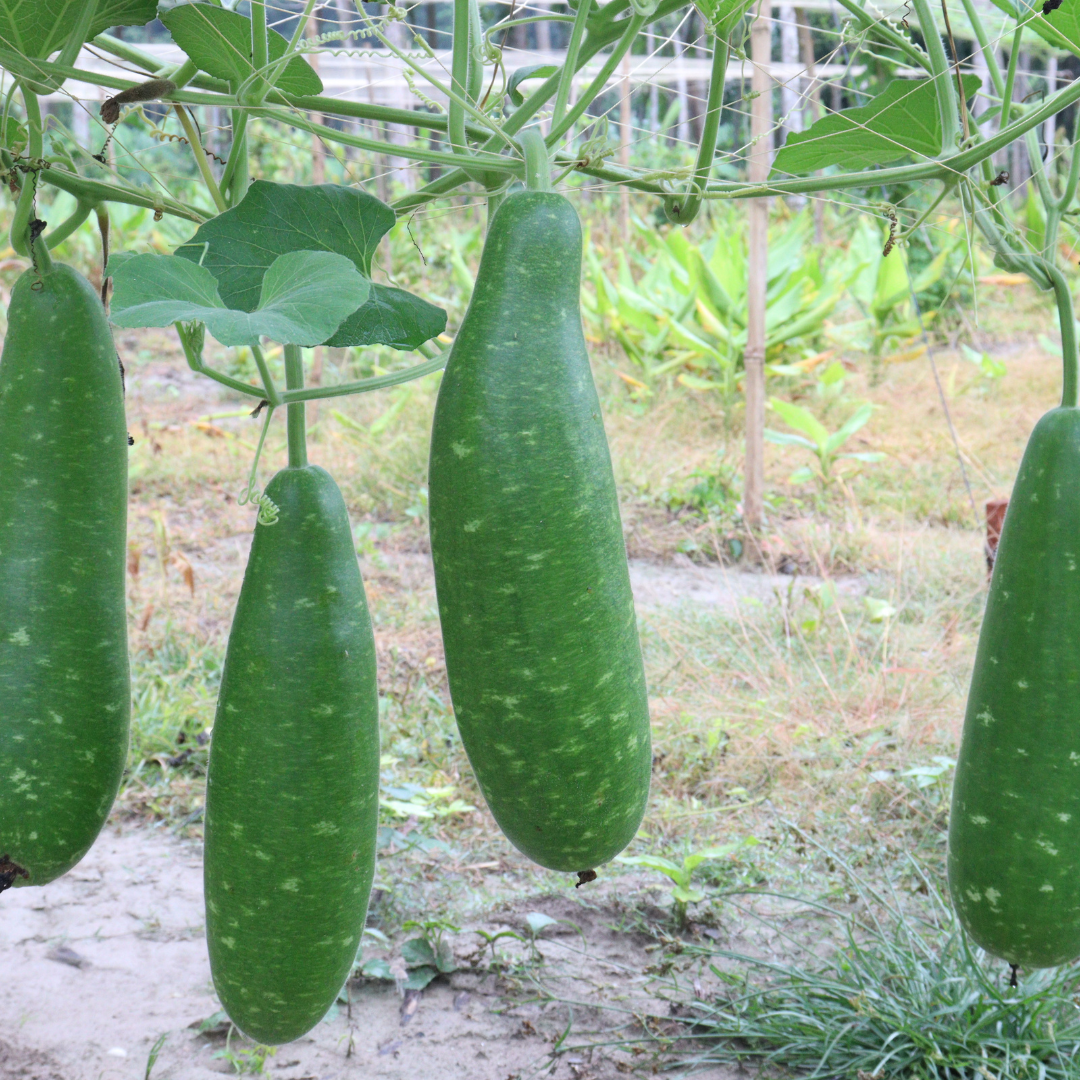 Bottle Gourd- SHS600