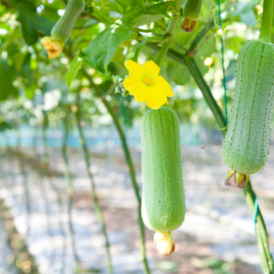 Sponge Gourd SHS901