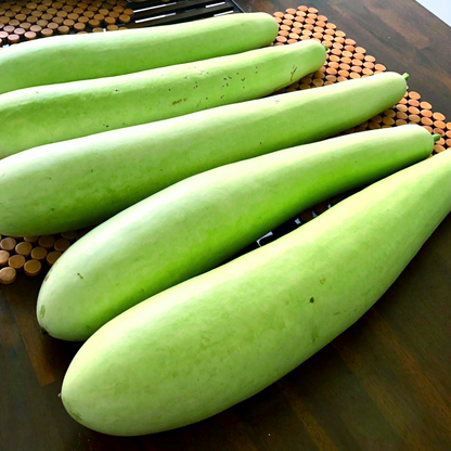 Bottle Gourd SHS601