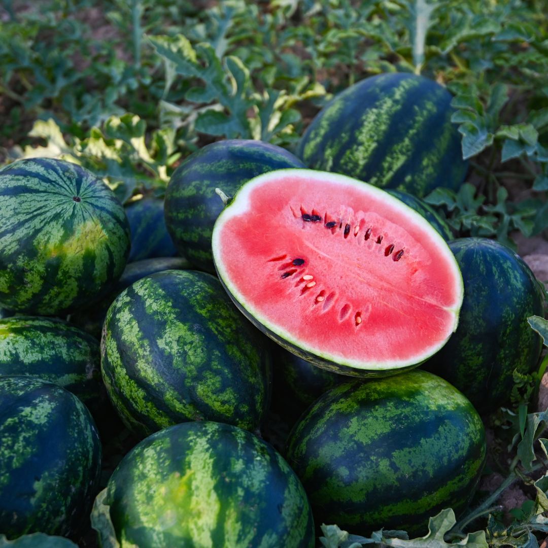 Watermelon SHS1000