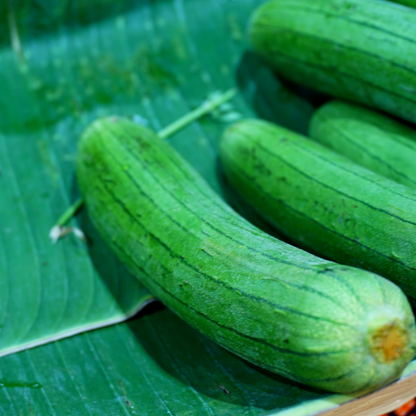 Sponge Gourd SHS901